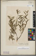 Foto von Salix repens subsp. rosmarinifolia (L.) Andersson